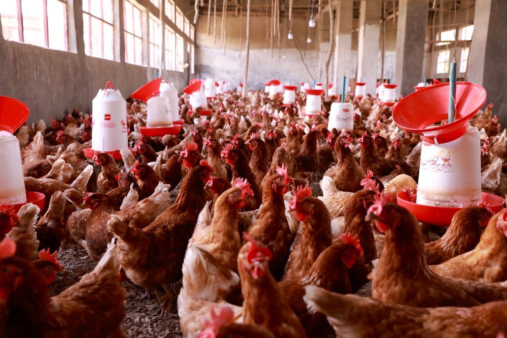 poultry layers decrease in egg production