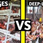 Battery Cage vs Deep Litter System in Kenya: Which Poultry Farming Method Is More Profitable?