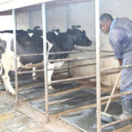 Single animal gives birth to Ksh10m farming business in Nyandarua – success story of Rose Kagondu