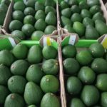 Avocado exports boost economy up 8.6% despite pandemic