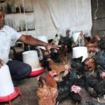 Top 5 serious chicken diseases and their recommended remedies.