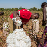 Cotton farmers in Taita-Taveta County oppose poor pay
