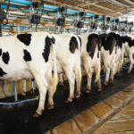 How is dairy farming in Kenya? Here is a complete guide on dairy farming in Kenya