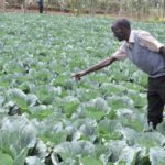 Vegetable farmers anticipate economic boom after schools reopening