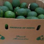 Good News To Hass Avocado Farmers In Kenya As Indian Market Opens-up