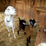 Tips ​to help you get up to speed quickly with your new goat herd.