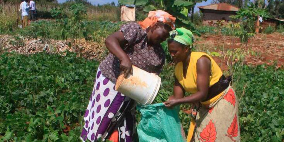 Women in Agriculture: How Female Farmers Are Driving Food Security and Transforming Rural Economies