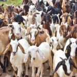 Simple Goat Farming Business Plan For Beginners