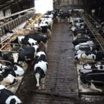 The Business of Dairy Farming – A Case for the Modern Dairy Farmer