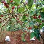 Sustainable Fruit Cultivation Dedicated To Micro And Small Scale Farmers In Kenya