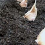 Garlic Farming Tips and Marketing
