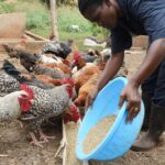 How to start profitable Kienyeji chicken farming