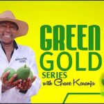 From Coffee To Making It Big On Hass Avocado Farming In Juja, Success Story Of Grace Ngugi