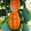 alphonso mango seedlings to buy farmers trend 0790509684