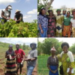 Storytelling event spotlights achievements in African agricultural research