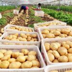 How China-Kenya bilateral cooperation could help transform potato farming through technology adoption and enhanced market linkages.