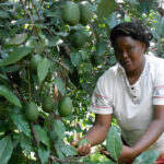 Hass Avocado Farmers In Kenya Can Now Export To China
