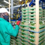 Kakuzi, the first packhouse given go-ahead to export hass avocado to China