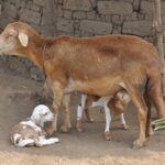 Sheep Farming in kenya