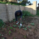 The time is ripe for African countries to grow their urban agriculture