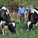 From Politics To Dairy Farming – Success Story Of Former Makueni MP Stephen Kyonda