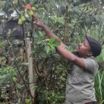 Apple farming systems – current initiatives and some prospective views on how to improve sustainability