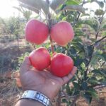 ABCD Guide On Apple Farming In Kenya