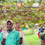 Kiwi Fruit Farming Potential That Farmers Should Consider fruit farming in kenya