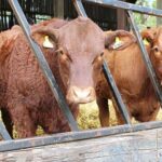 Beef Cattle Production In Kenya, A viable Money Making Venture For Small Farms