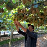 Kiwi fruit farming: South Africa’s golden opportunity