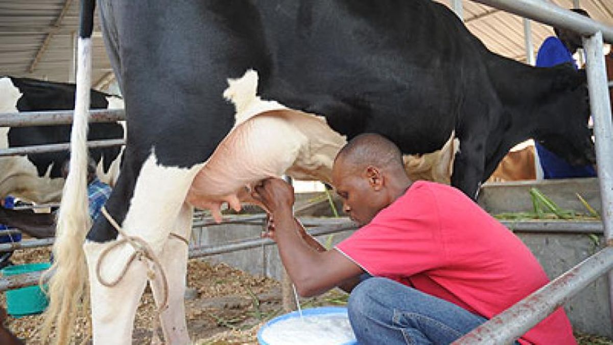 Understanding Lactation And Feeding Strategies for High Producing Dairy Cows 2 Farmers Trend Ltd.