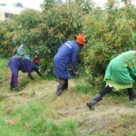 Success Stories Of Kenyan Farmers Who Shifted To Hass Avocado Farming