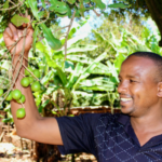 Good News To Macadamia And Cashew Nut Farmers In Kenya As Export Demand Rise Gradually