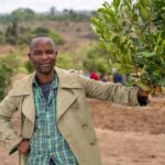 Pros And Cons Of Macadamia Farming In Kenya That New Entrant Farmers Should Note