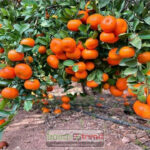 Pixie Orange Farming, Juicy Opportunity For Fruit Farmers In Kenya