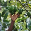 Farmers Trend Ltd.