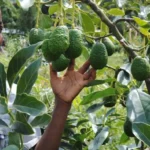 Call For Enactment Of Hass Avocado Law To Curb Theft And Weed Out Brokers
