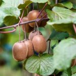 Kiwi Fruit Farming; South Africa’s Golden Opportunity