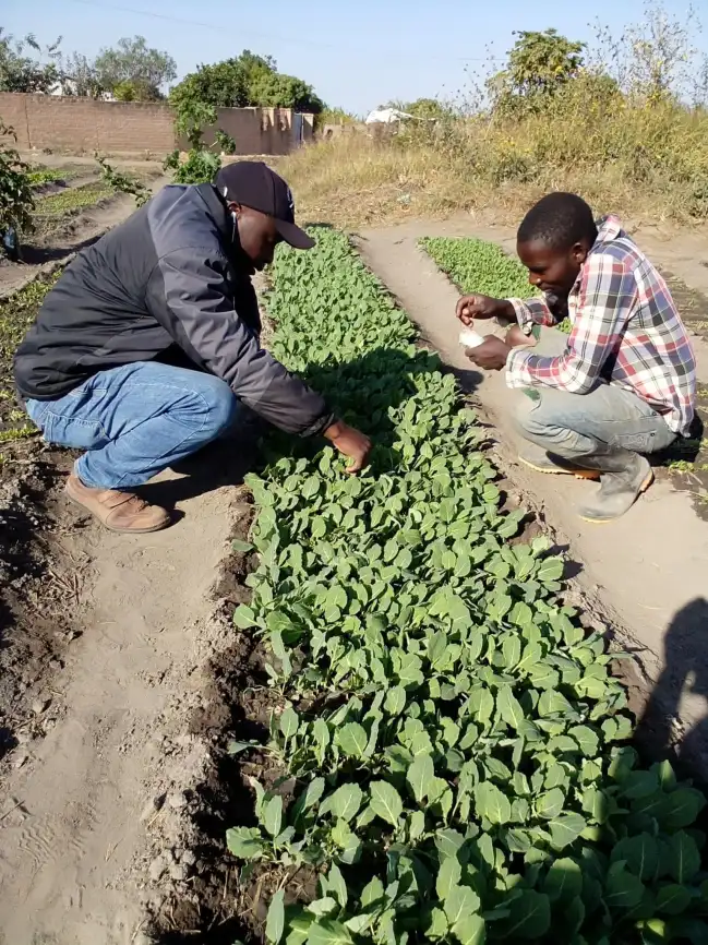 Step By Step On Cabbage Nursery Establishment 1 Farmers Trend Ltd.