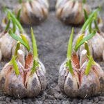 Garlic Farming Guide, Planting To Harvest