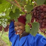 Grapes Farming In Kenya, A Guide To Have You Started