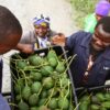 hass avocado farmers in kenya