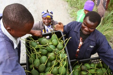 hass avocado farmers in kenya