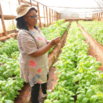 Succeeding on herbs for export through mechanisation – Success story of Mbarire’s farmily in Thika