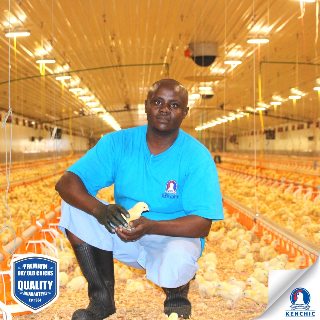 Inside Mega Poultry House In Kenya; Kenchic, How They Do It Different 1 Farmers Trend Ltd.