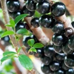 Jabuticaba, Little Known Tree Grape Fruit With A Bright Future