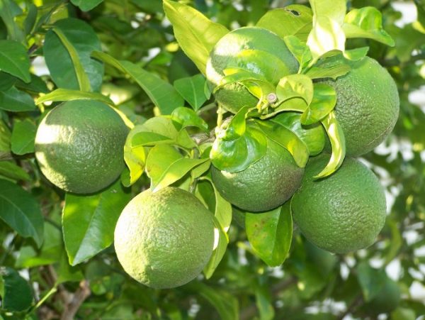 Lemon farming success story amid challenging weather, success story of Adan Hassan 1 Farmers Trend Ltd.