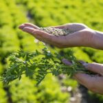Kamande (Lentil) Farming
