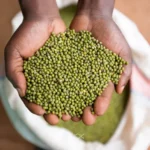 Profitability of Green Grams (Ndengu) farming Green Gran (Ndengu) farming