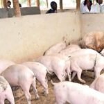 Pig Farming Lessons From A College Farm In Eldoret